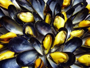 Mussels-Bouchot