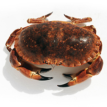 Les crustacés de qualité : Tourteau / Crabe / Dormeur